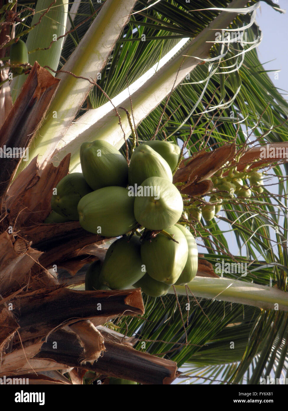 GREEN COCONUTS firmly attacted in a coconut tree with sunlight reflecting off coconuts Stock