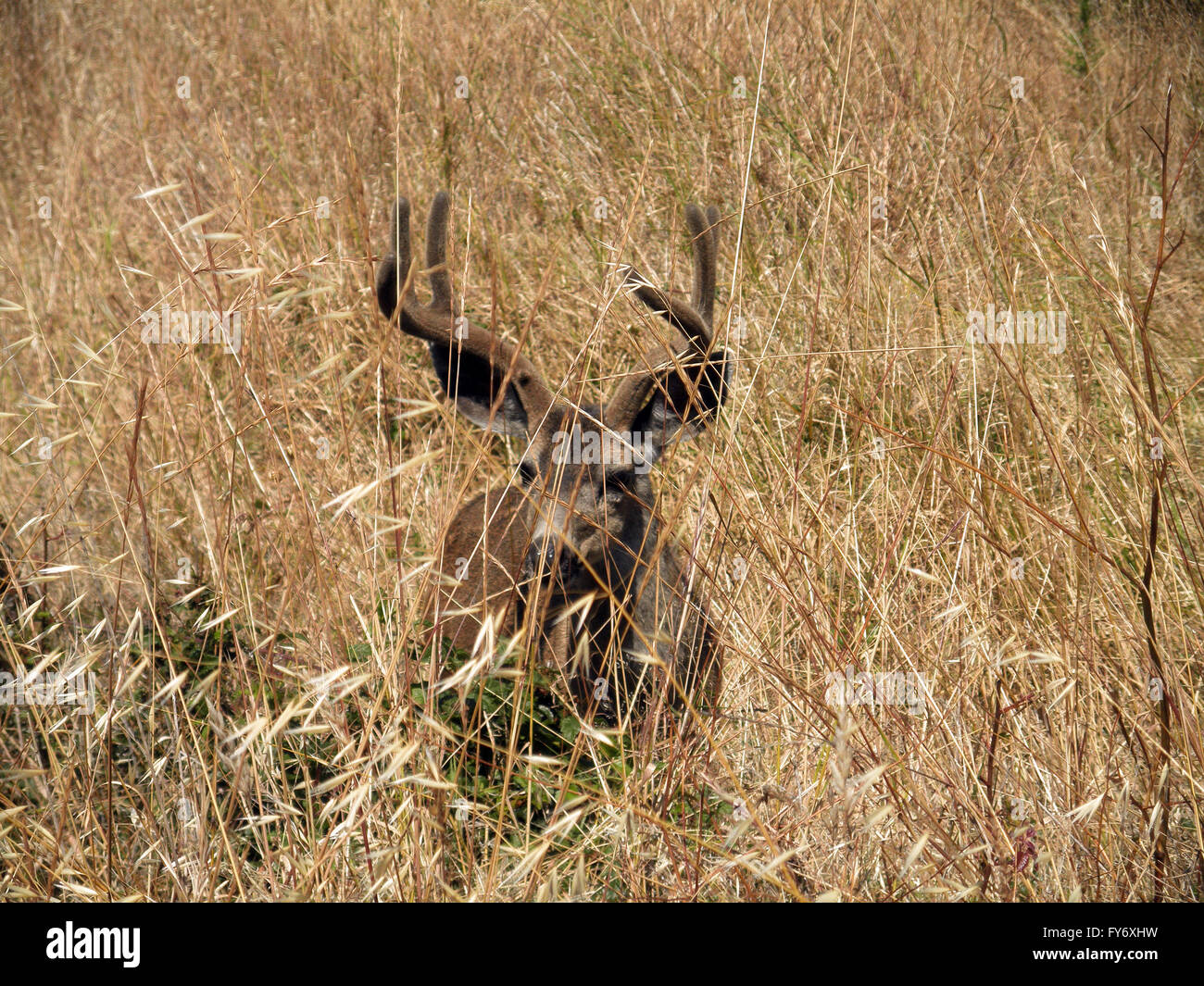 Black-tailed Deer hides in A Dry grassy Field on Angel Island in San Francisco bay Stock Photo