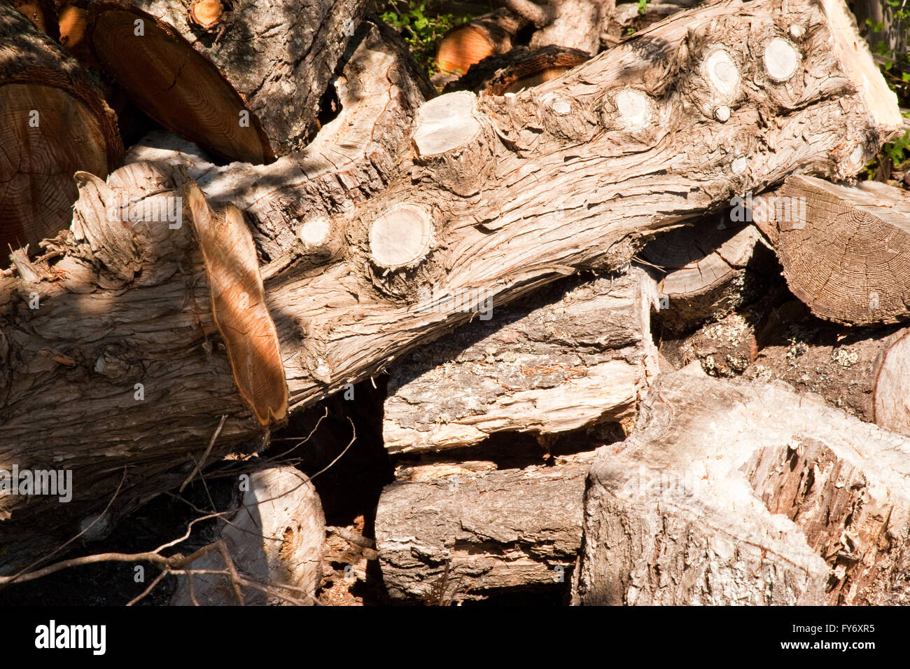 Axed Tree Axed tree hi-res stock photography and images - Alamy