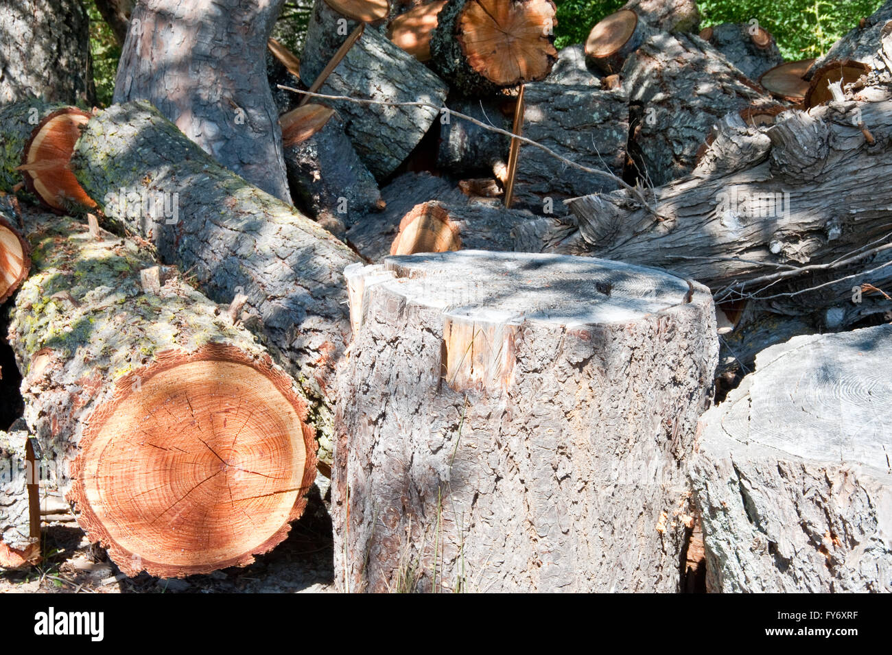 Axed tree hi-res stock photography and images - Alamy