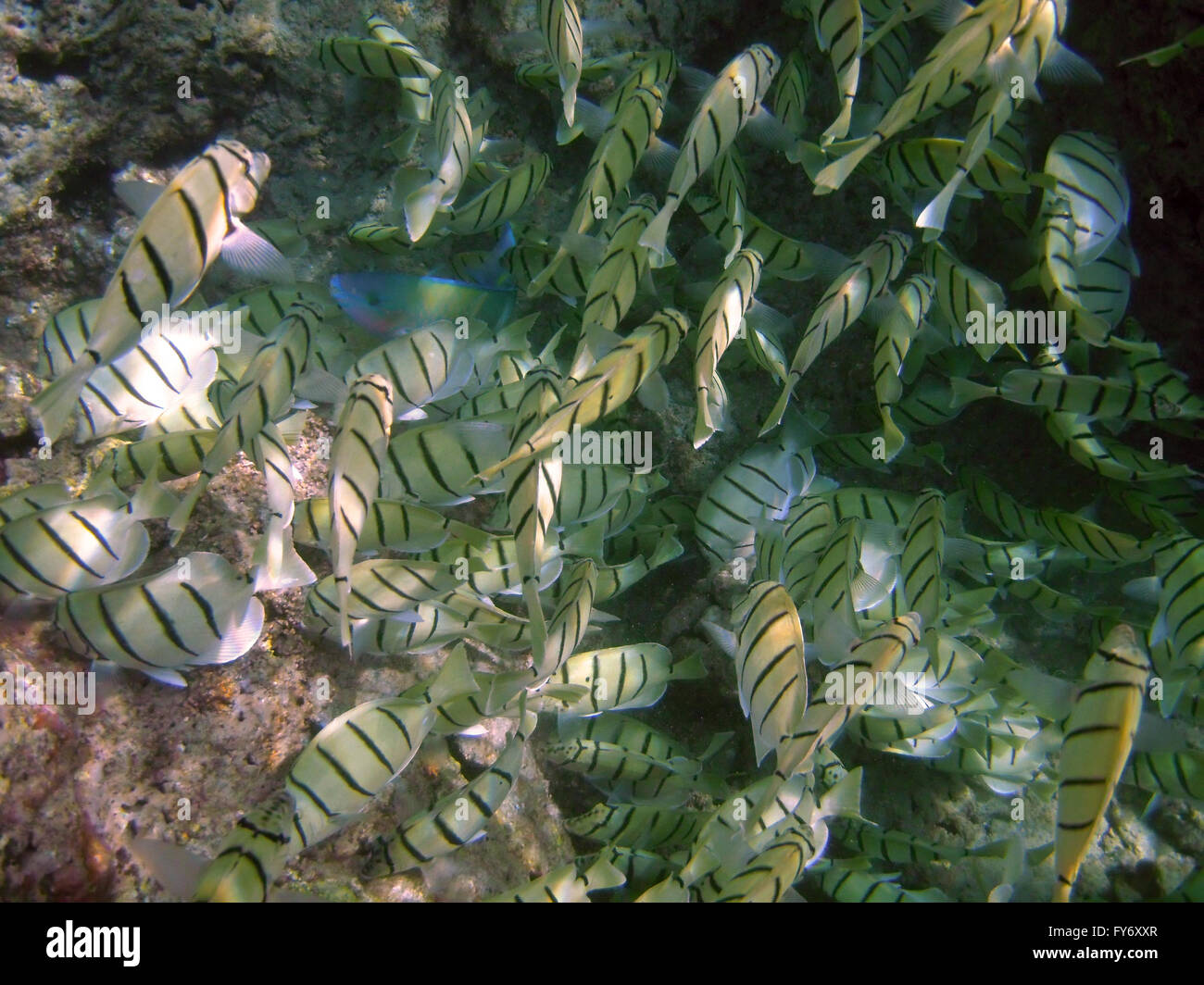 a blue fish, Palenose Parrotfish, hids in school of yellow striped fish, Convict Tang Stock Photo