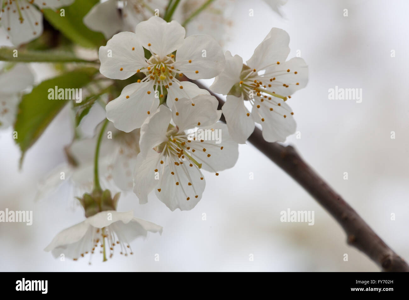 Spring Flora - Black Cherry Blossoms Stock Photo - Alamy