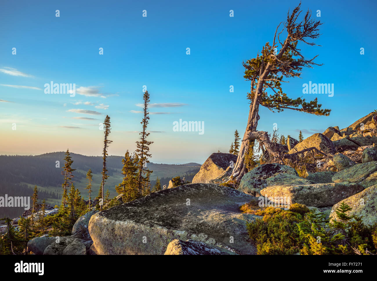 Pines grow on rocks hi-res stock photography and images - Alamy