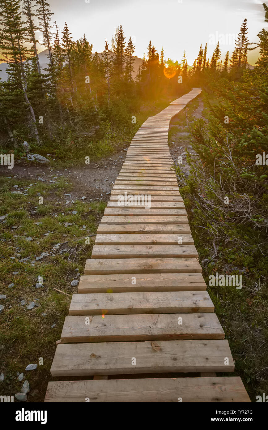pathway in green forest Stock Photo - Alamy