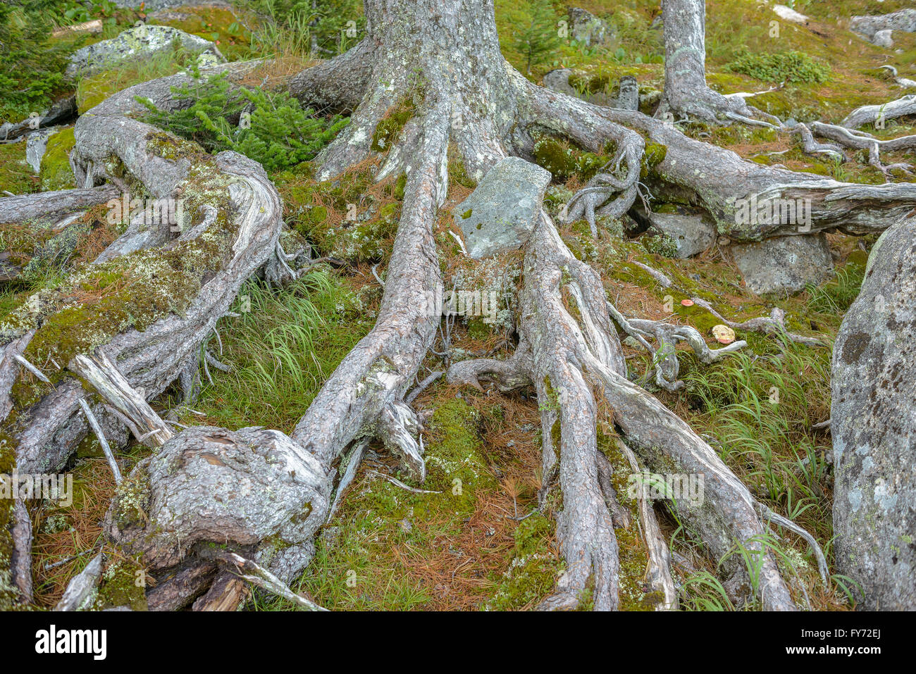 Spruce forest with roots Stock Photo Alamy