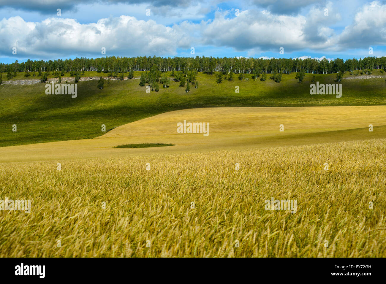Agricultural field with blue sky Stock Photo - Alamy