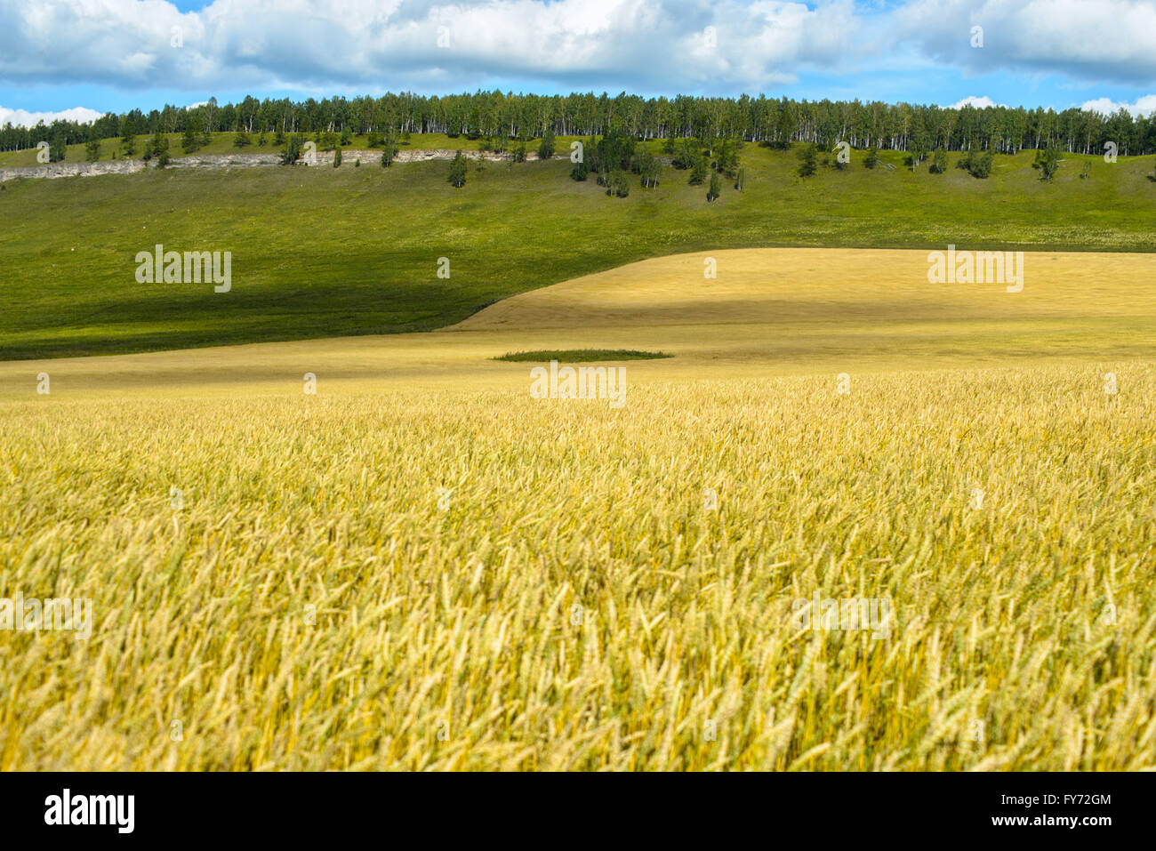 Agricultural field with blue sky Stock Photo - Alamy