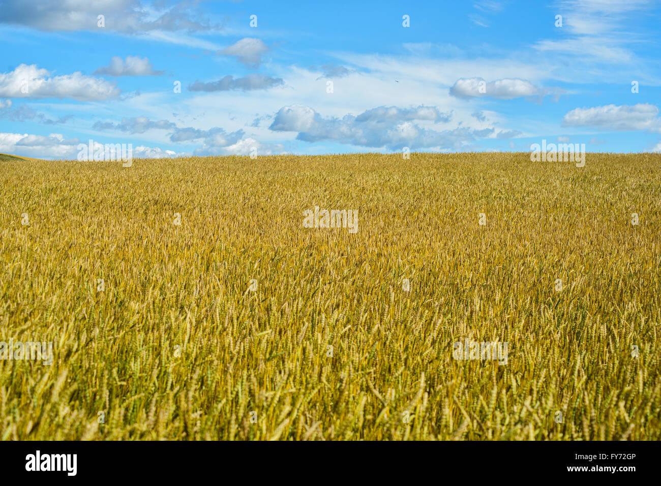Agricultural field with blue sky Stock Photo - Alamy