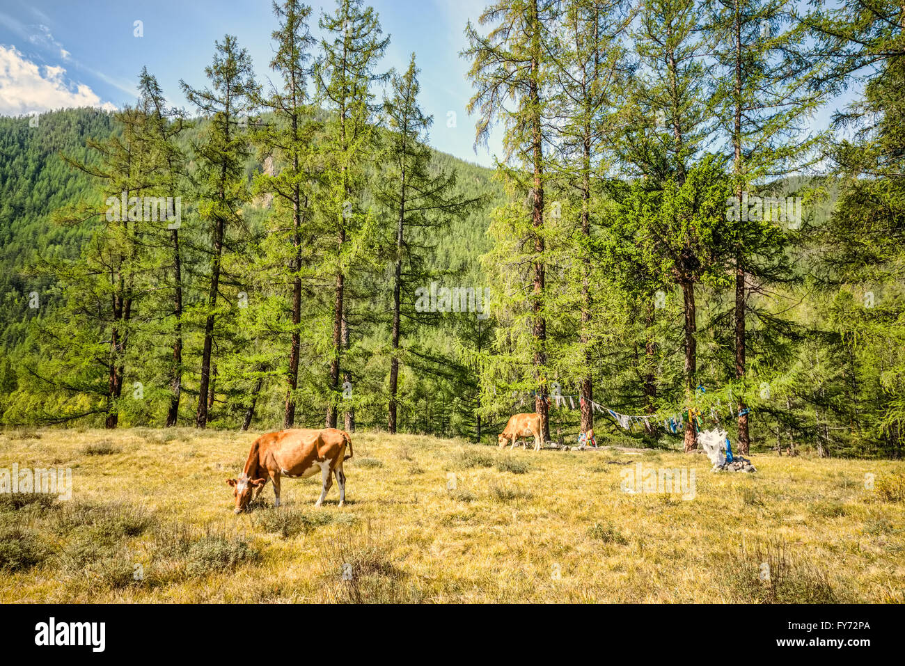 Beautiful cows cattle grazing hi-res stock photography and images - Alamy
