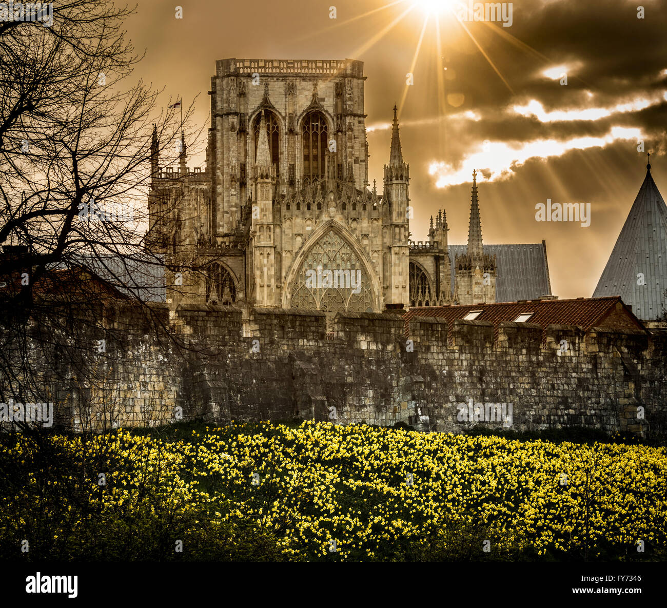 Spring flowering daffodils on th banks of the Bar Walls with York