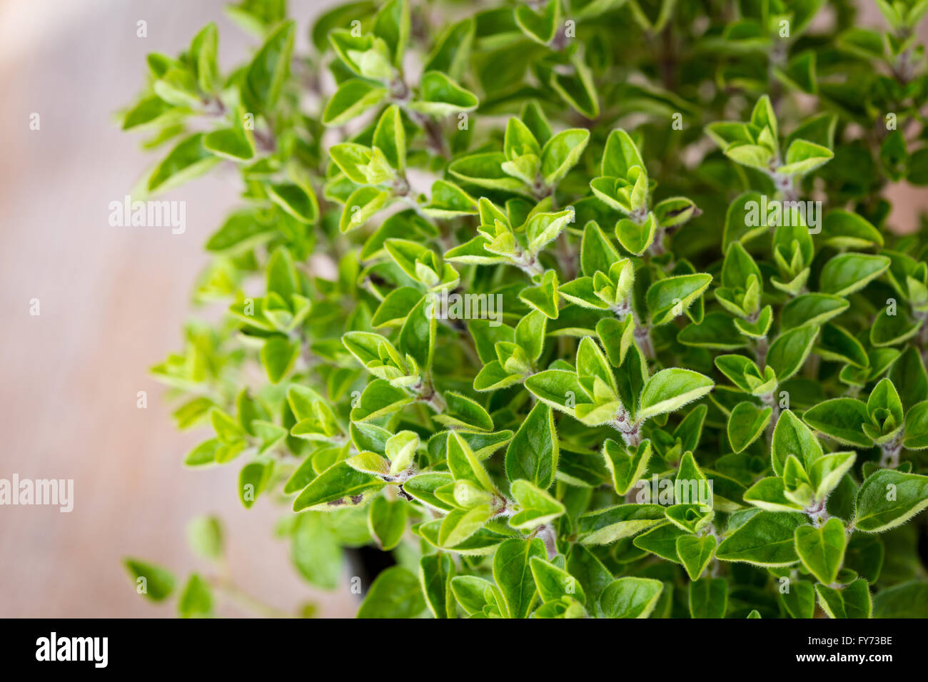 Fresh Oregano herbs in a garden pot Stock Photo