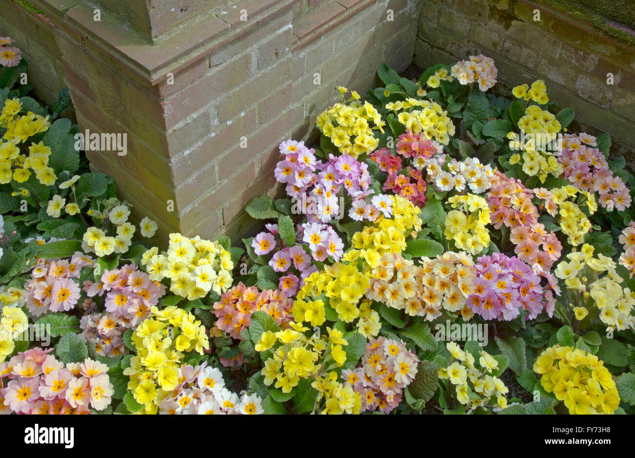 Polyanthus in garden border pale yellow and pink varieties Stock Photo