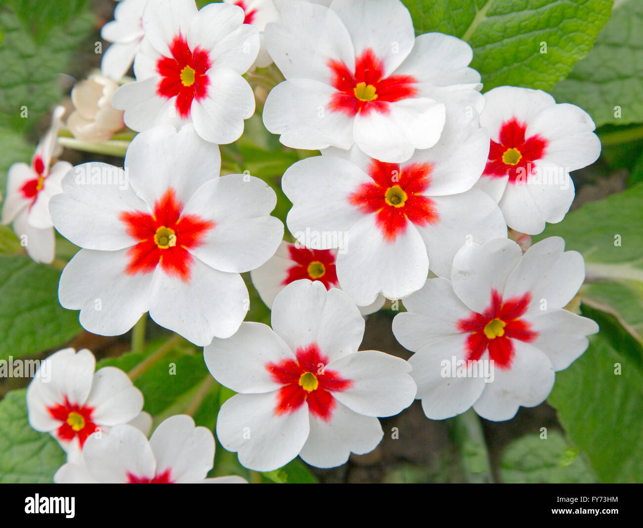 Primrose 'Planets Mixed' Stock Photo