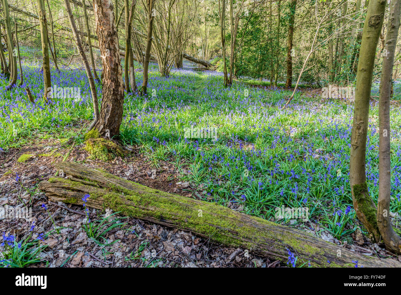 Bluebells covering the floor of an ancient wood Stock Photo