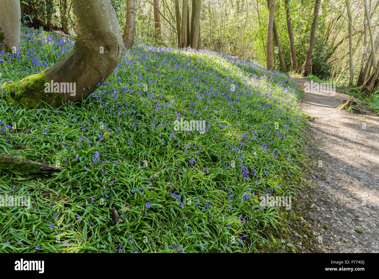 Pathway cutting through a vibrant bluebell wood Stock Photo
