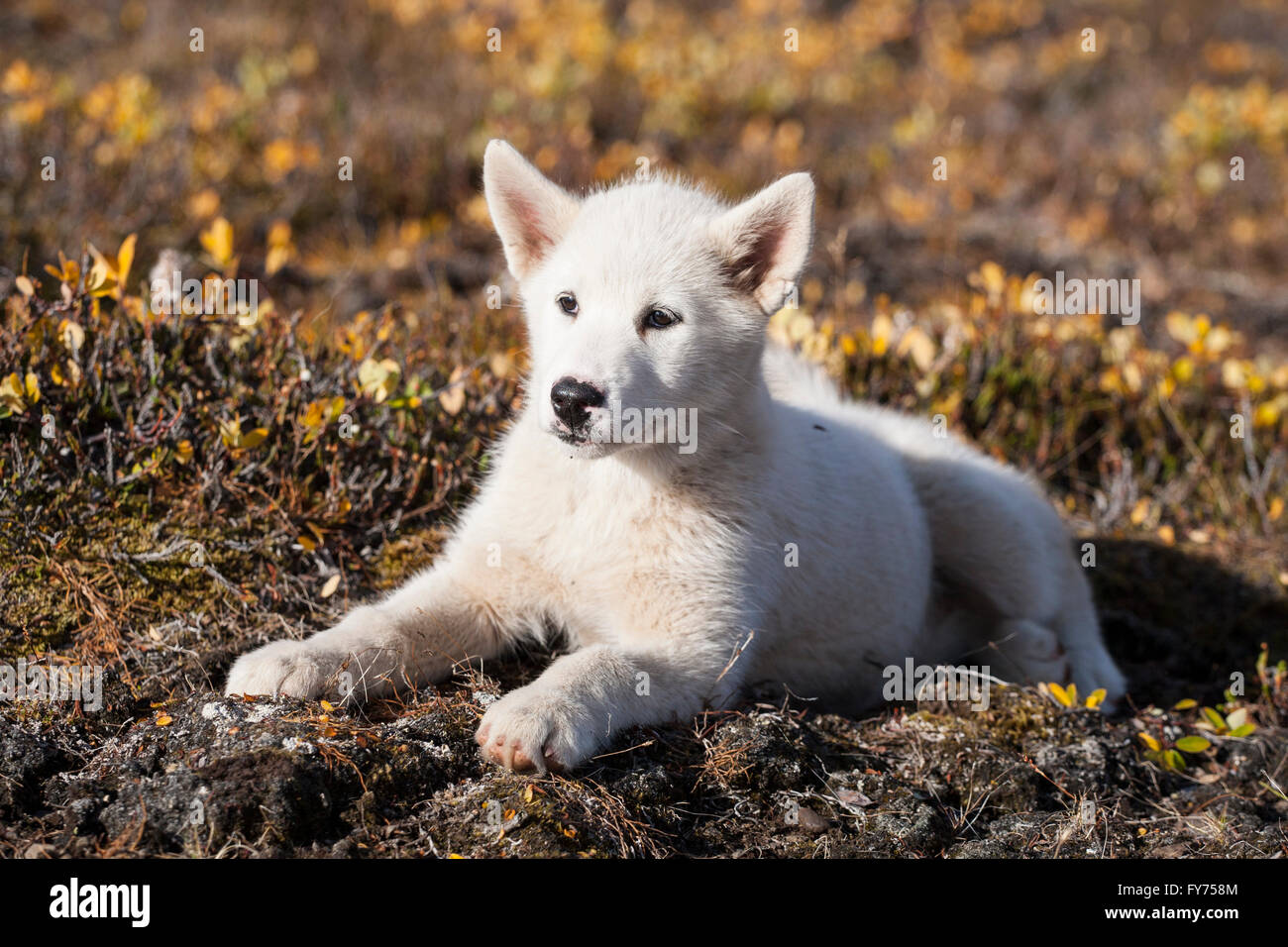 Greenland Dog or Greenland Husky, puppy, Greenland Stock Photo
