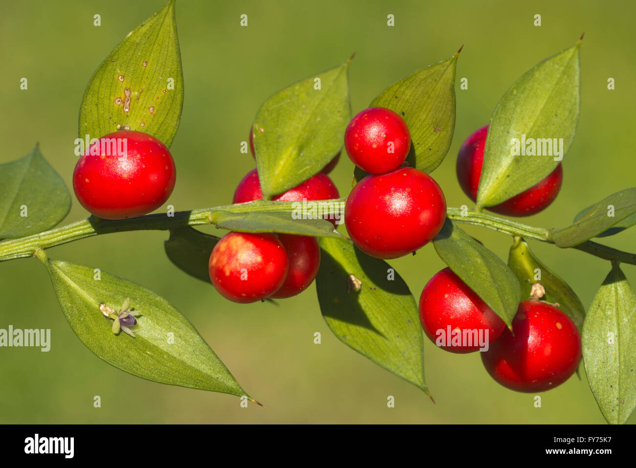 BUTCHER’S-BROOM Ruscus aculeatus (Liliaceae Stock Photo