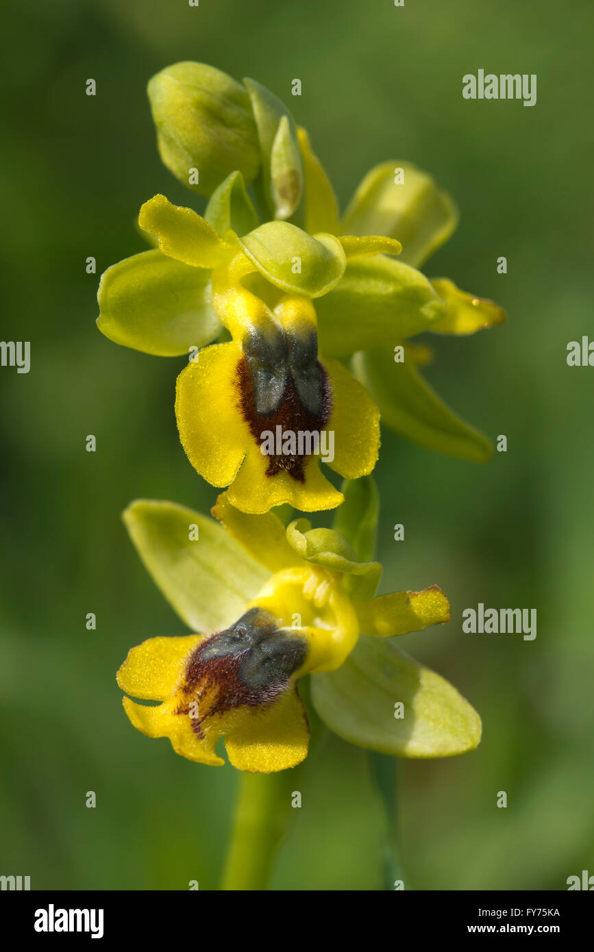 Yellow Orchid (Ophrys sicula), Sardinia, Italy Stock Photo