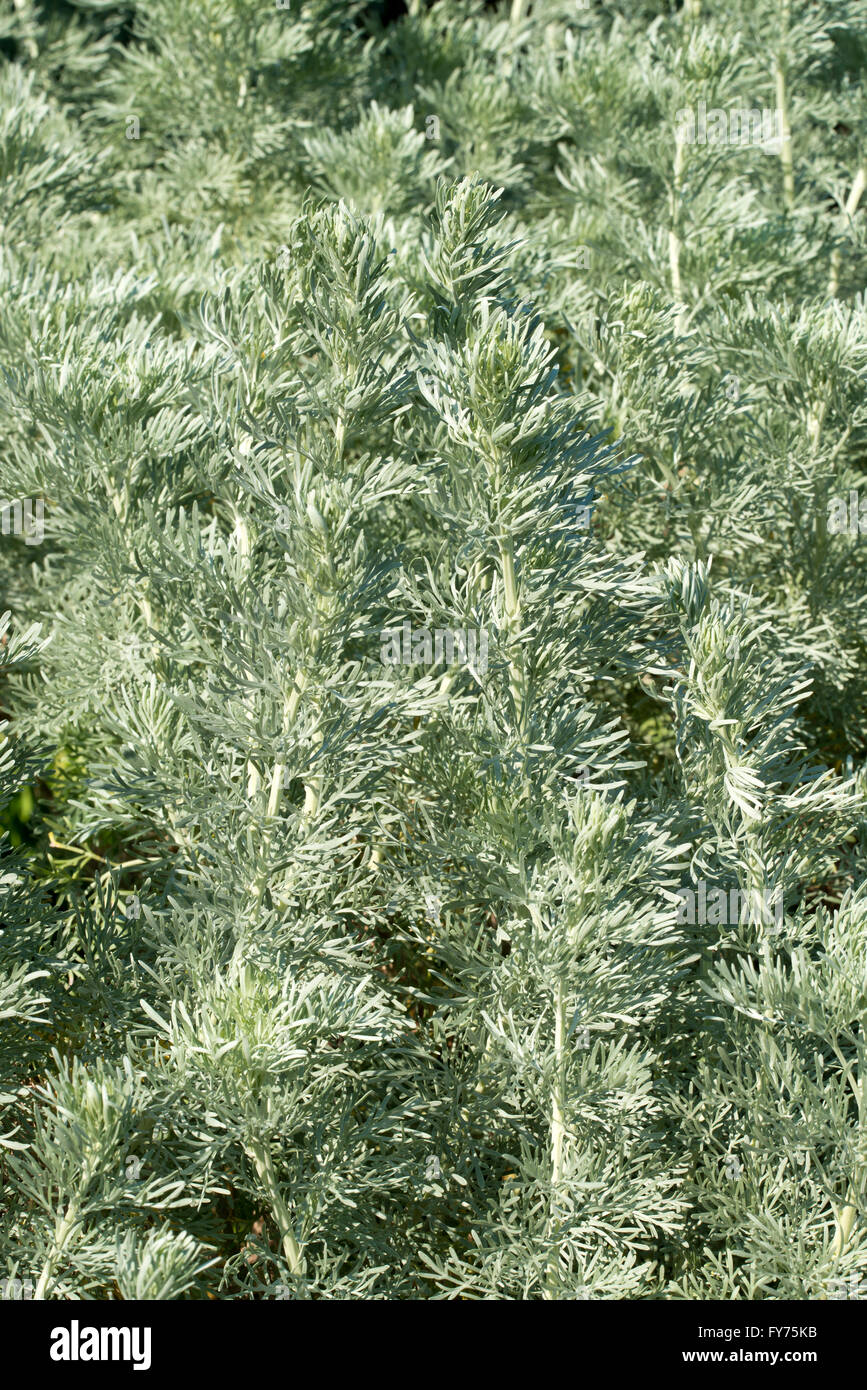 Bush Wormwood (Artemisia arborescens), Sardinia, Italy Stock Photo