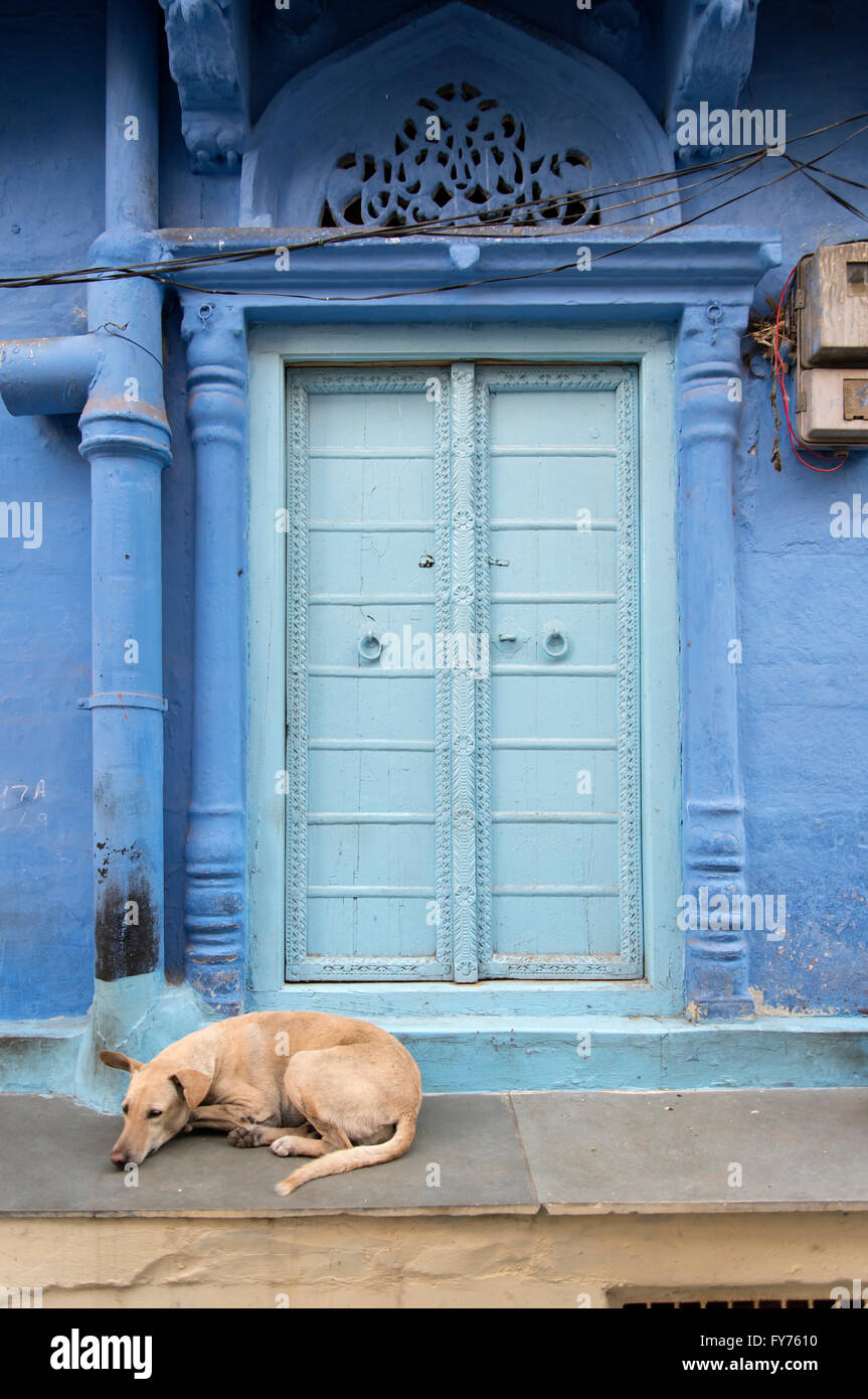 Dog In Front Of Ornate Door Blue City Jodhpur Rajasthan India