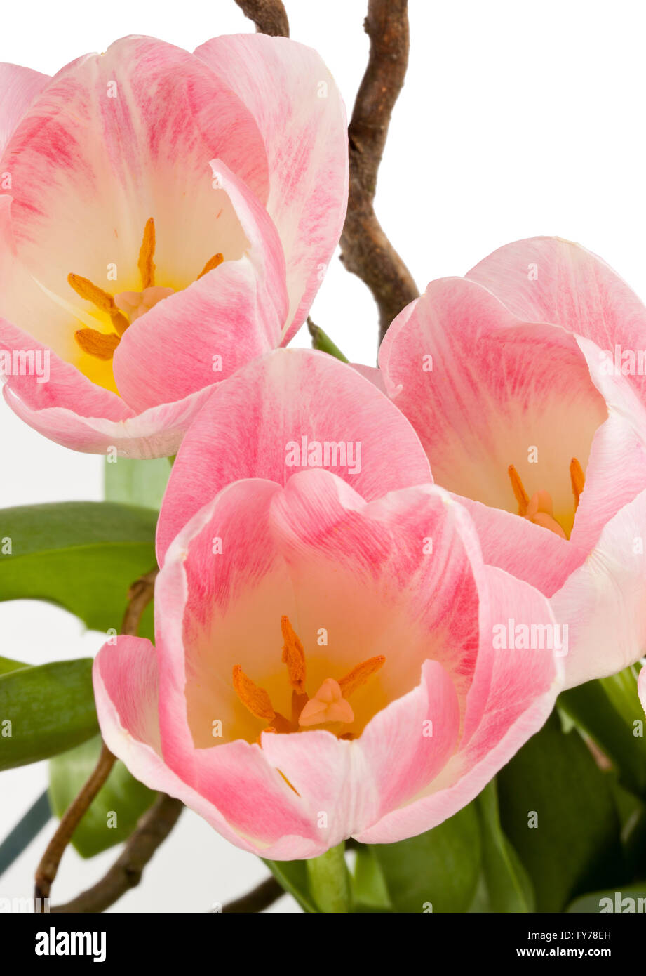 Pink Tulip Flowers on a white background Stock Photo - Alamy