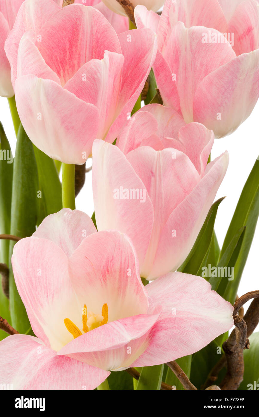 Pink Tulip Flowers on a white background Stock Photo - Alamy