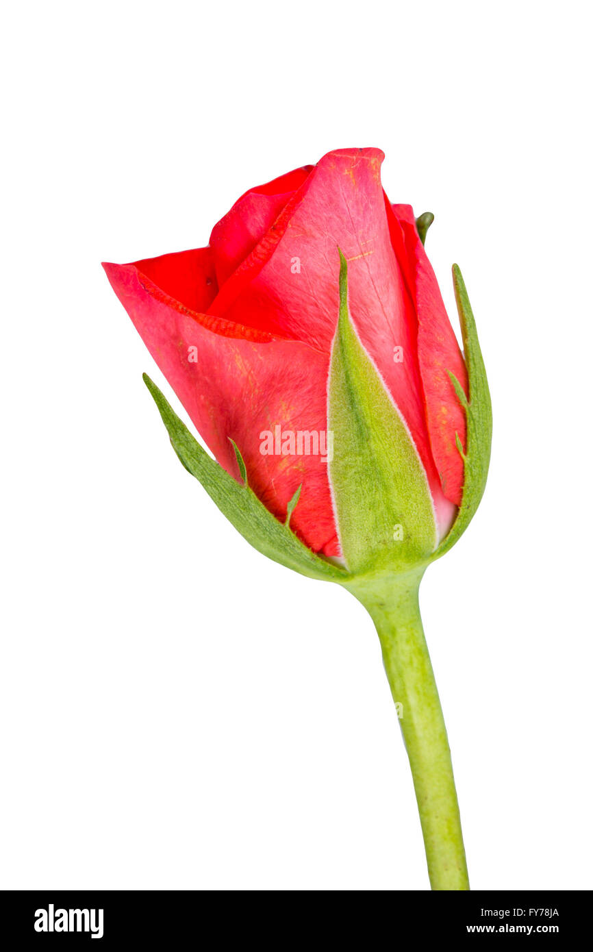 Red rose isolated on a white background Stock Photo - Alamy