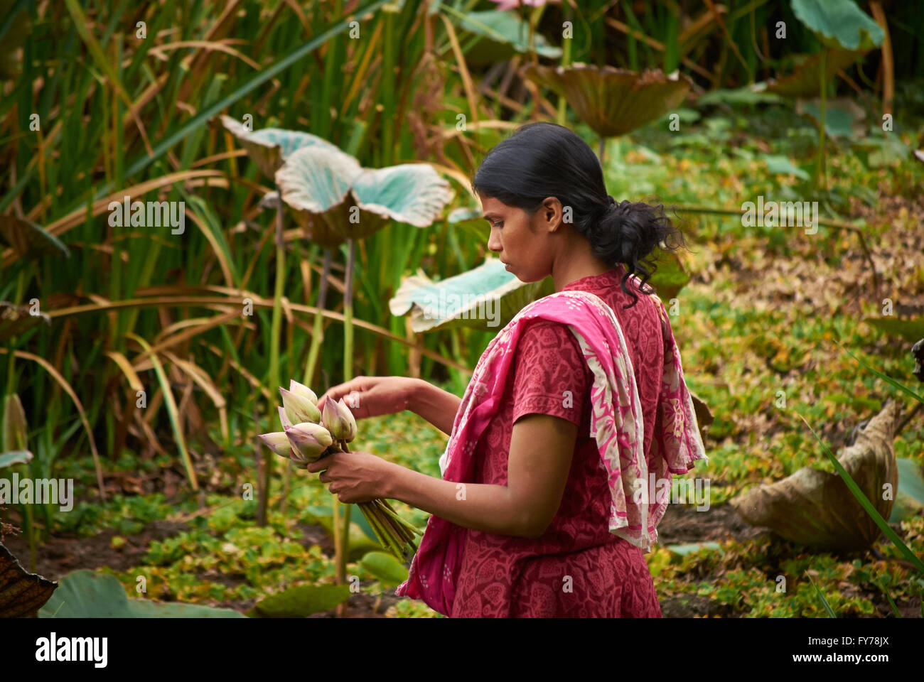Picking Lotus flowers to sell on street markets Stock Photo