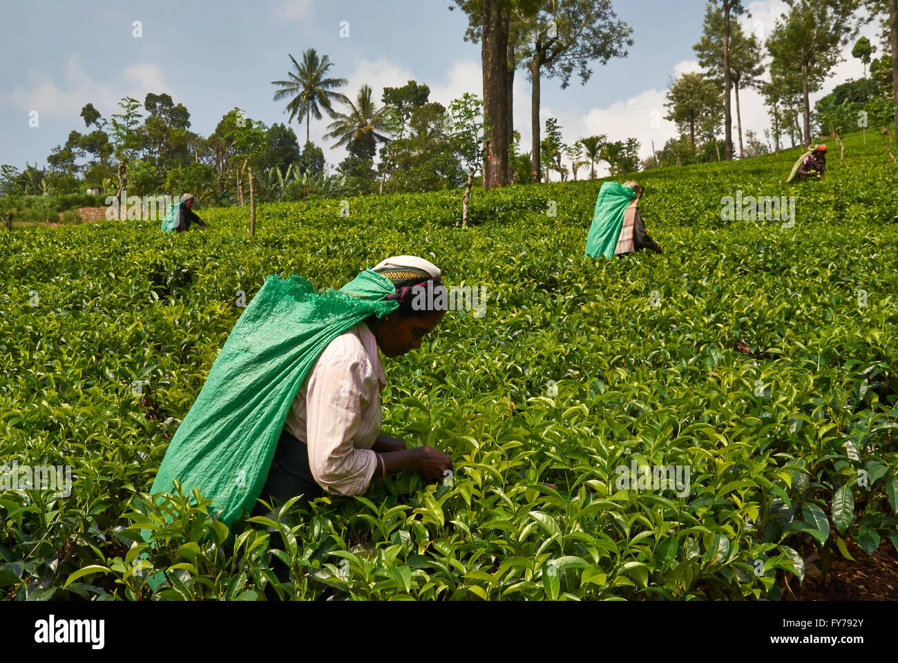Sri Lanka, tea plantation, Tea Factory Stock Photo Alamy