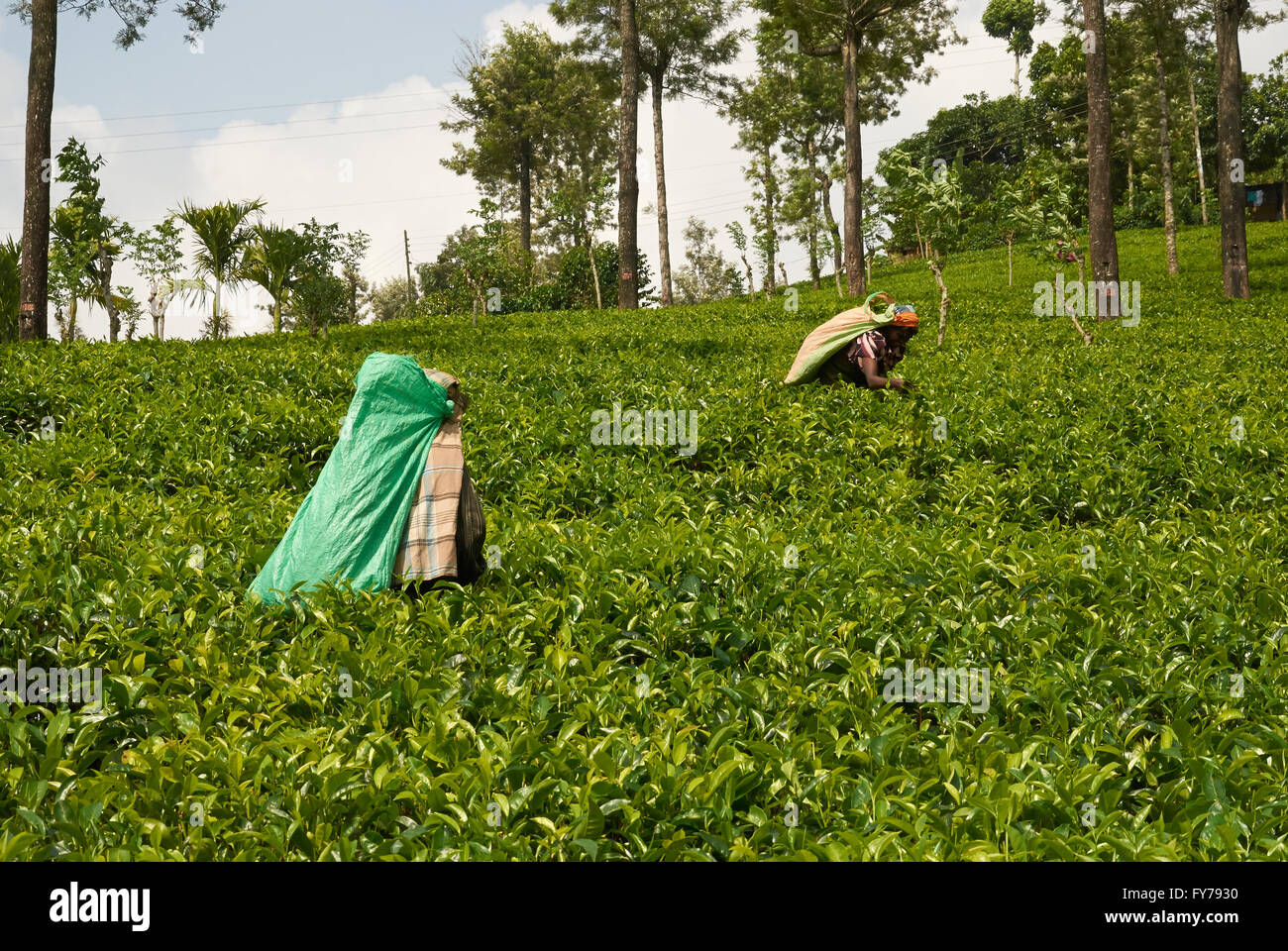 Sri Lanka, tea plantation, Tea Factory Stock Photo Alamy