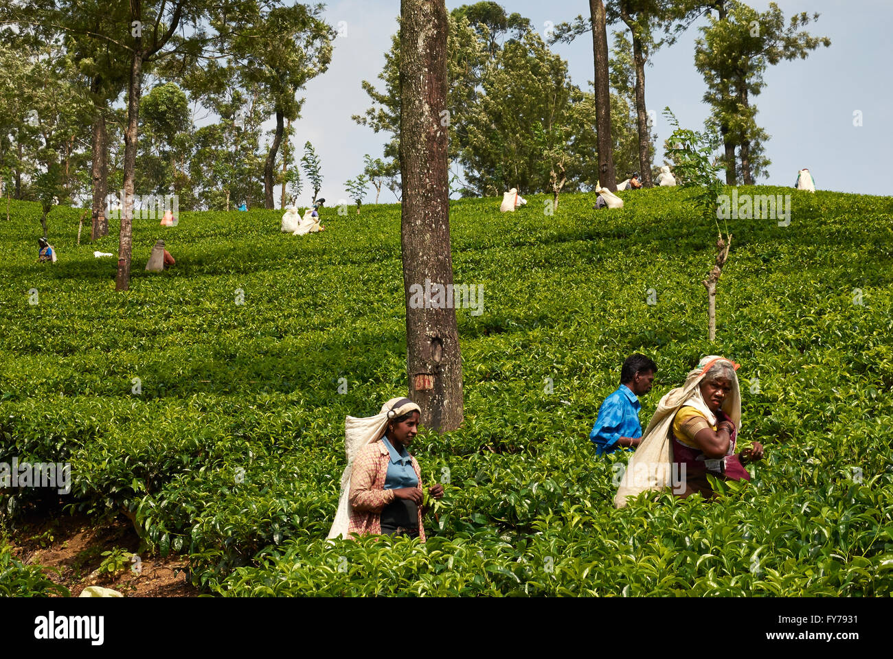 Sri Lanka, tea plantation, Tea Factory Stock Photo