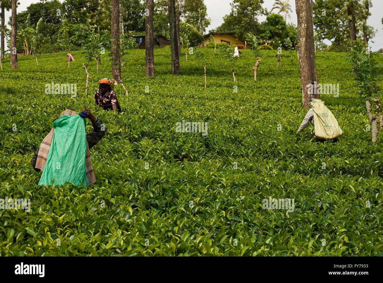 Sri Lanka, tea plantation, Tea Factory Stock Photo Alamy