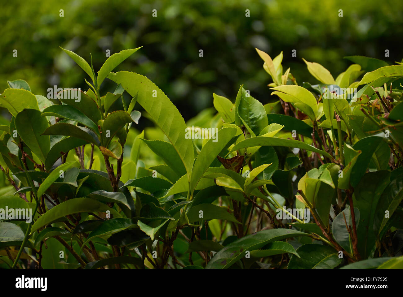 Sri Lanka, tea plantation, Tea Factory