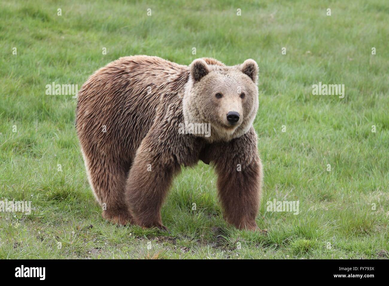 Brown bear in the nature Stock Photo