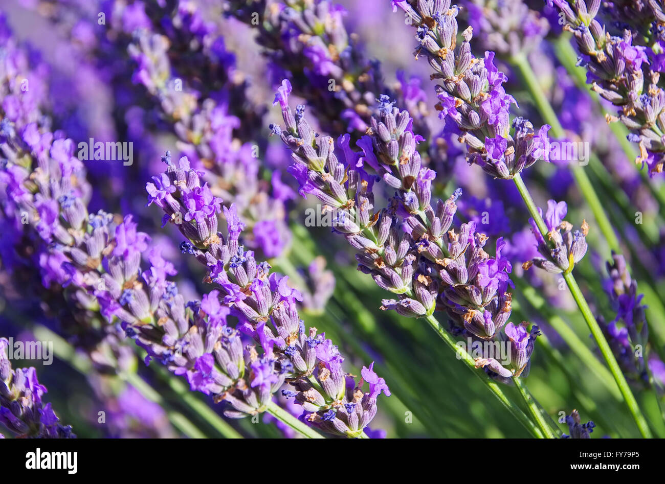 Lavendel - lavender 165 Stock Photo