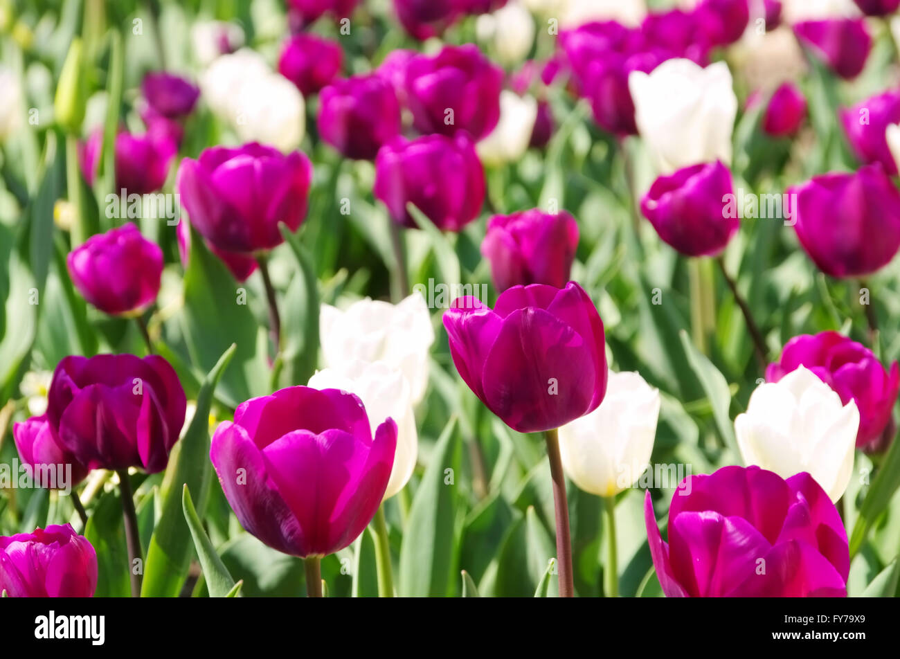 Tulpen lila und weiss - tulips purple and white 01 Stock Photo
