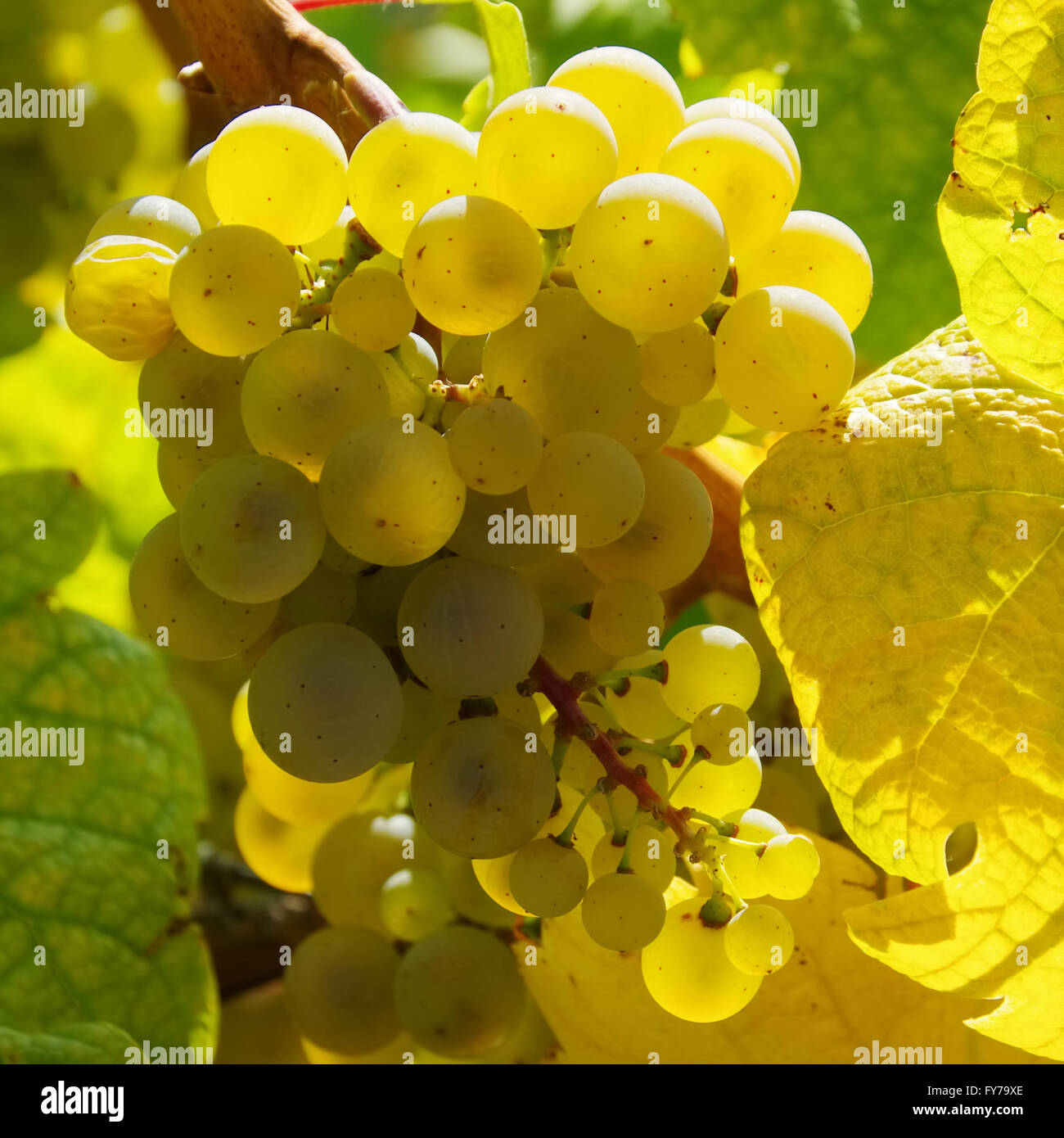 Weintraube weiss - grape white 19 Stock Photo