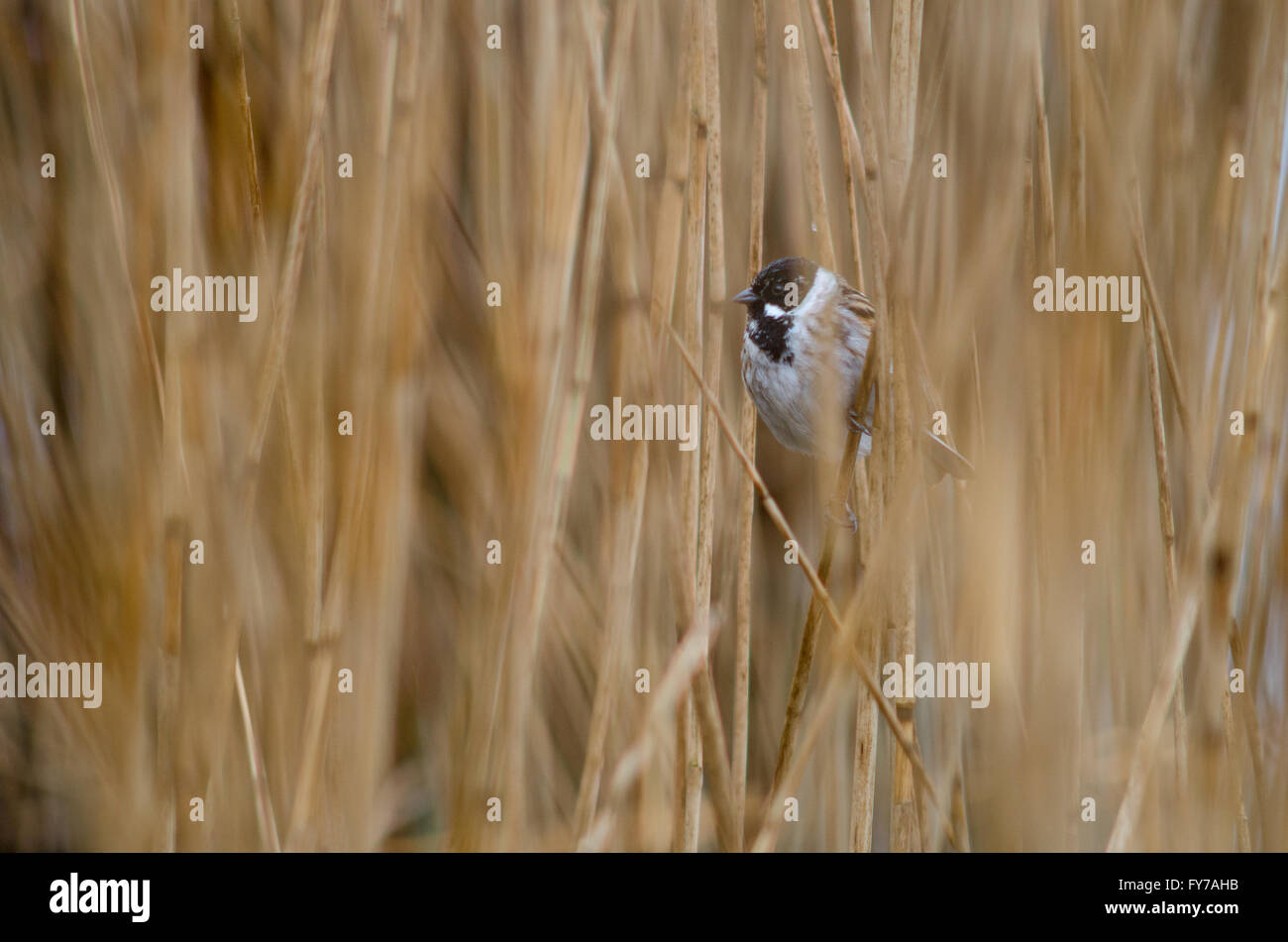 Reed bunting (Emberiza schoeniclus) amongst reeds. A wetland bird in the family Emberizidae, showing male breeding plumage Stock Photo
