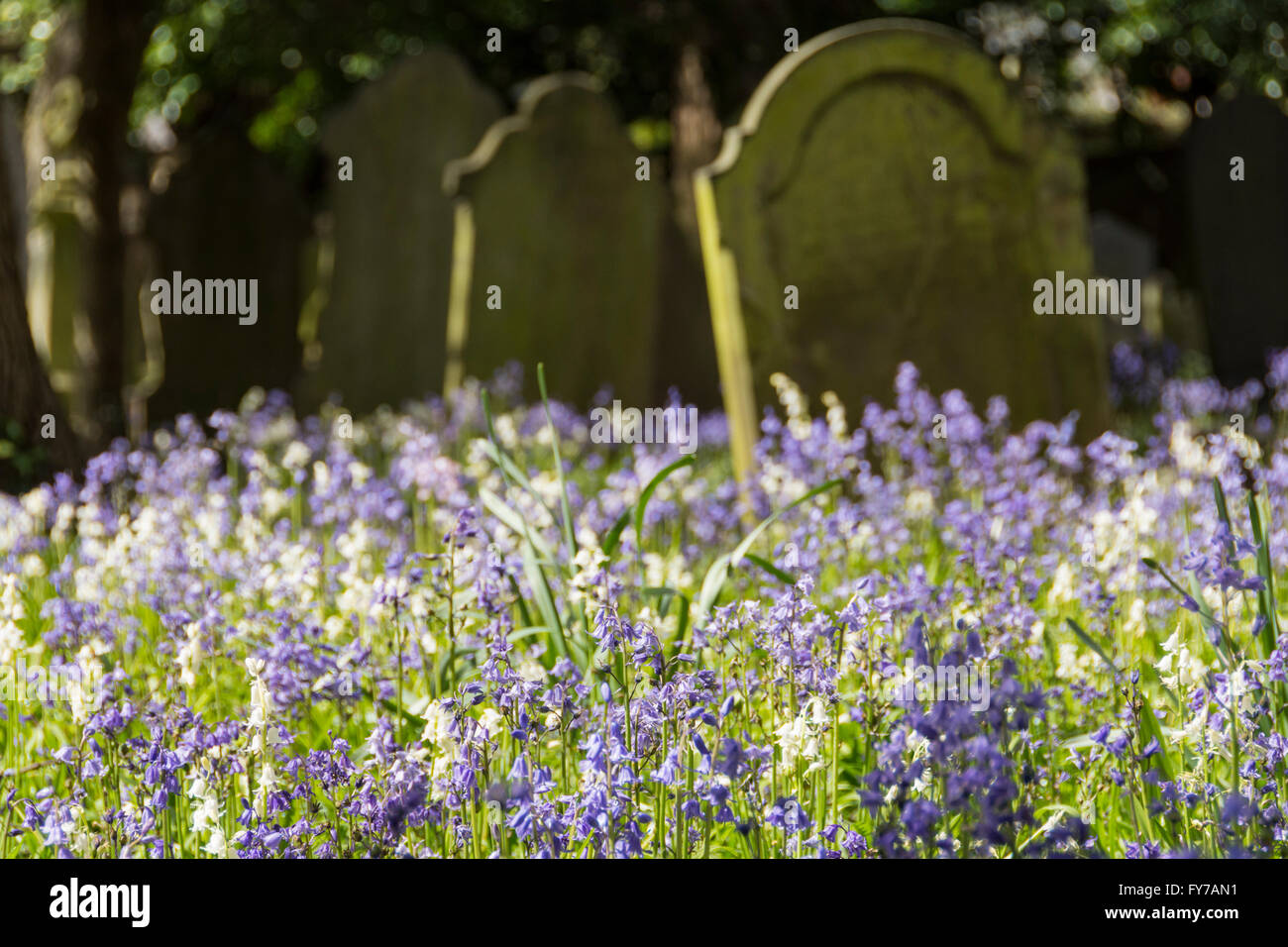 Swathes of springtime Bluebells amongst the grave stones of South Ealing CEmetery, London, W5, UK Stock Photo
