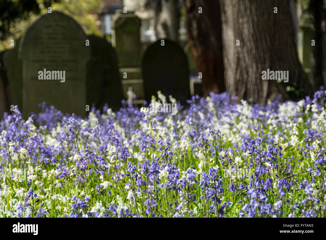 Swathes of springtime Bluebells amongst the grave stones of South Ealing CEmetery, London, W5, UK Stock Photo