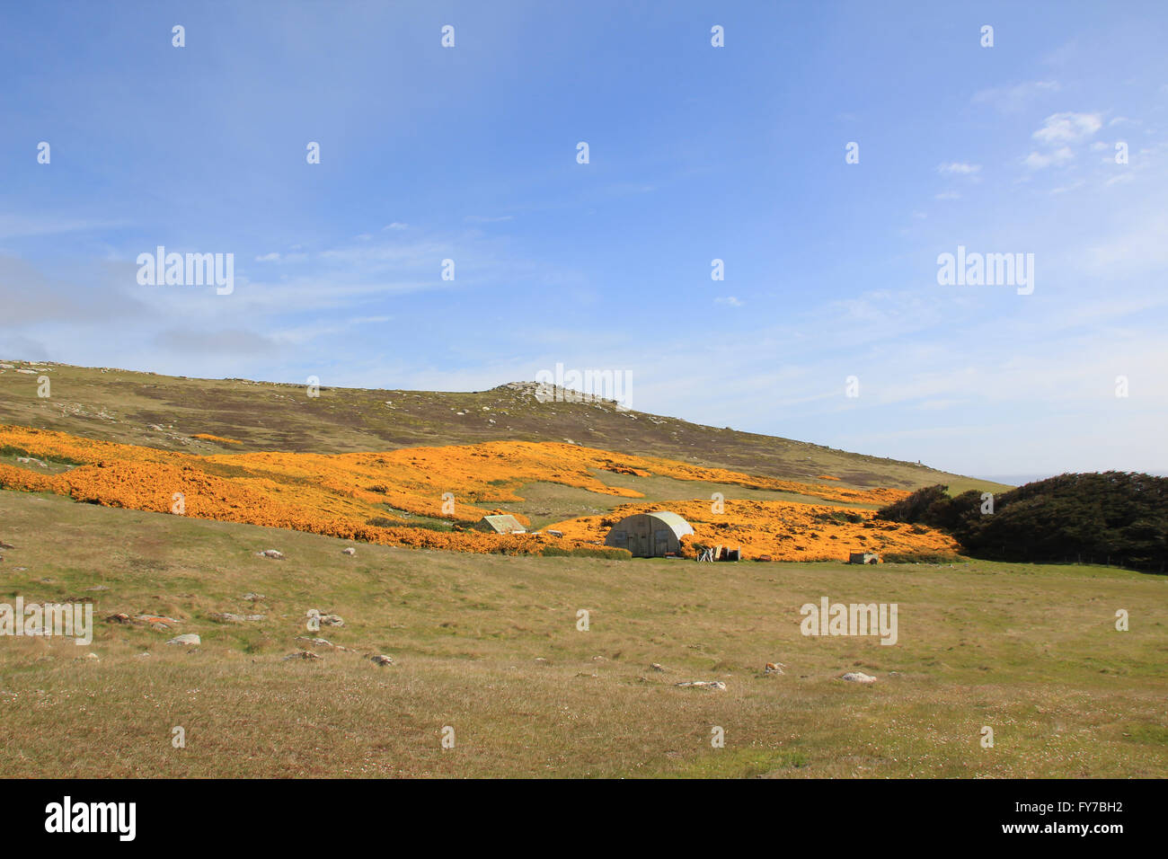 The yellow gorse of West Point Island, Falkland Islands Stock Photo