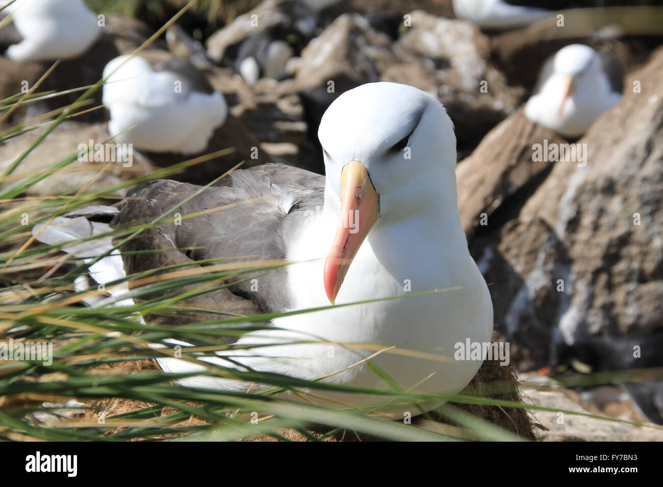 Albatross in the grasses of West Point Island, Falkland Islands, South Atlantic Stock Photo