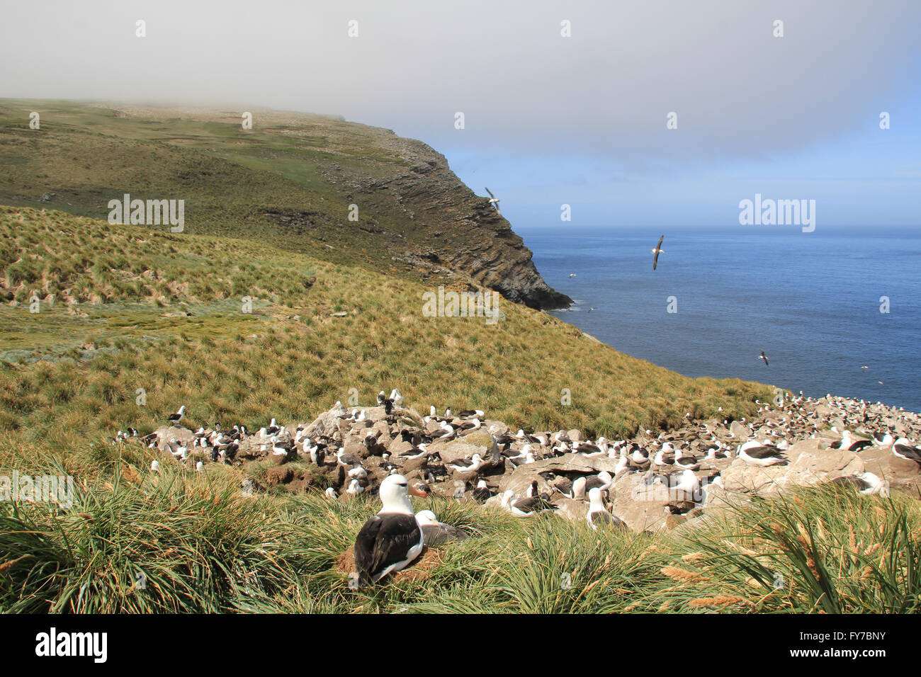 Albatross and Rockhopper penguin colony in West Point Island, Falkland Islands, South Atlantic Stock Photo