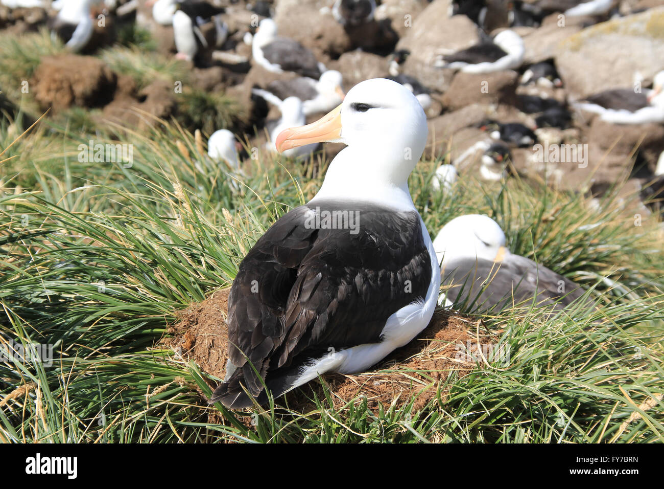 Albatross in the grasses of West Point Island, Falkland Islands, South Atlantic Stock Photo