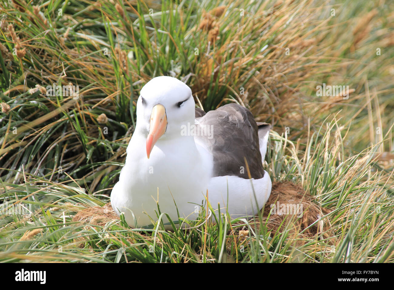 Albatross colony in West Point Island, Falkland Islands, South Atlantic Stock Photo