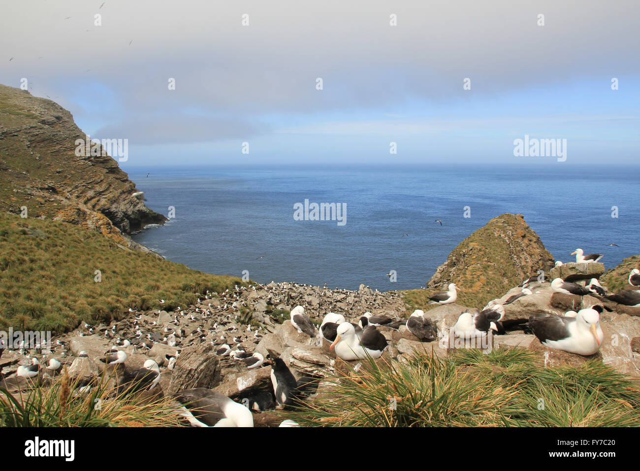 Albatross and Rockhopper penguin colony in West Point Island, Falkland Islands, South Atlantic Stock Photo