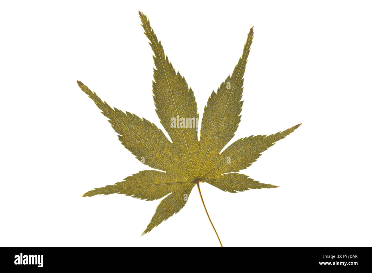 Dried Japanese maple leaf on white background Stock Photo