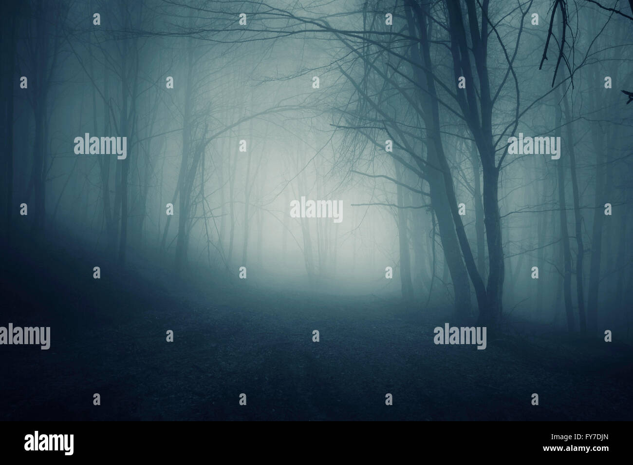 Dark forest in fog at night Stock Photo - Alamy