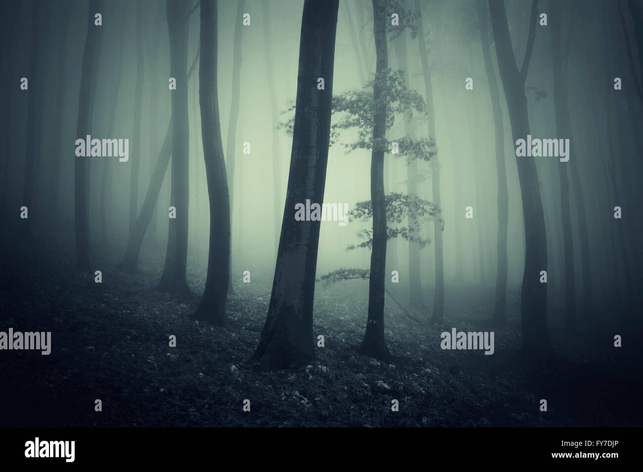 Night nature trees hi-res stock photography and images - Alamy