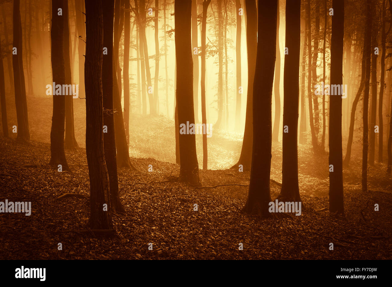 dark foggy forest in sunset light Stock Photo